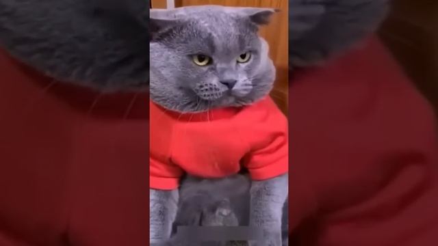 коты с угарной озвучкой.mp4