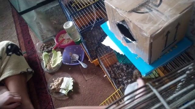 чем кормить крысу/каша для крыс/декоративные крысы