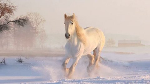 Sant'ya - Белая ворона
