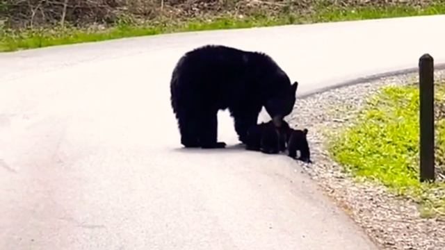 МАМА И МЕДВЕЖАТА ! Редкие Кадры! смотреть онлайн
