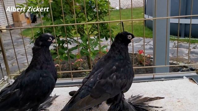 ЖУКИ . Узбекские Двухчубые Голуби смотреть онлайн