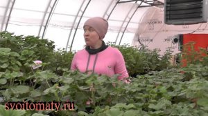 Уход за пеларгониями в декабре