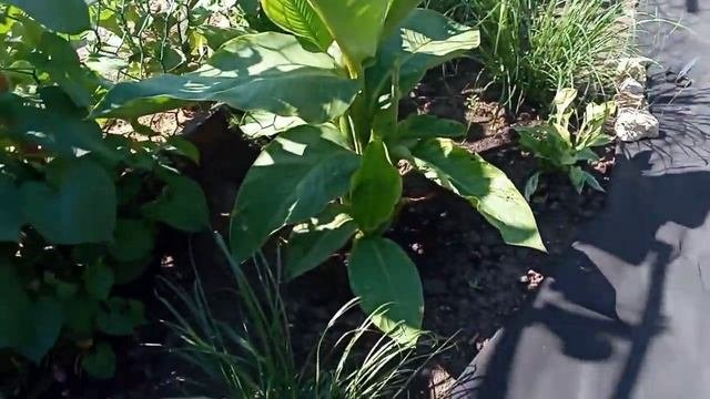 Продолжаю делать новый цветник / Клумба на даче /DIY Flower Garden In The Country