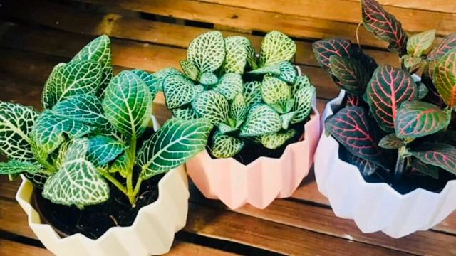 FITÔNIAS - COMO CULTIVAR A PLANTA MOSAICO! FITTONIA ALBIVENIS - CANAL MEU QUINTAL смотреть онлайн