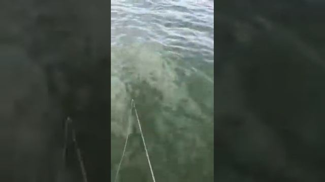 Щука трофейная. Лепельские озера)))Съемка друзей. смотреть онлайн