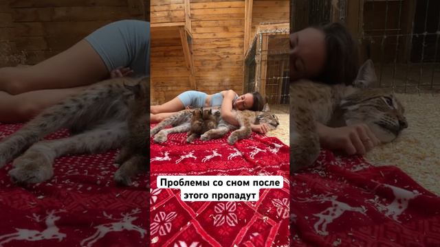 Теперь засыпаю только так😻 #коты #bigcat