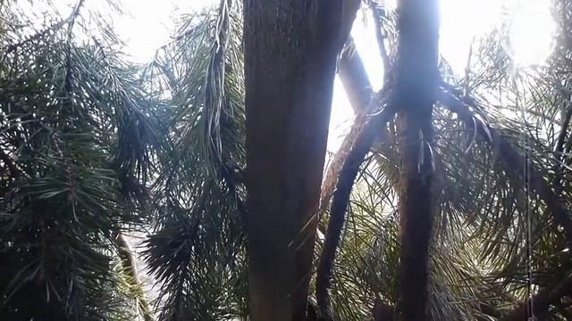 Охота на тетеревов на току. Весна 2016. Орловская область. О/Х "Селькин пруд". смотреть онлайн