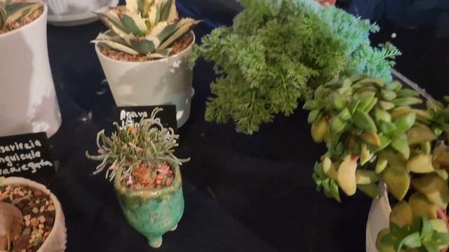 WOW Fest/Фестиваль экзотических растений в Санкт-Петербурге. смотреть онлайн