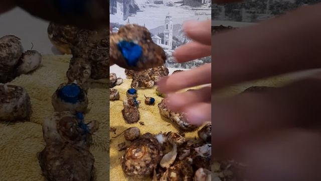 Подготовка Каллы на хранение.