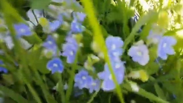 #Натэлла_Пак_моменты_жизни#Дачные_истории#Июнь#Косим_траву