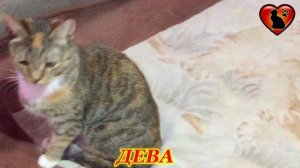 Как Ведут Себя Коты Разных Знаков Зодиака! Коты по Знаку Зодиака!