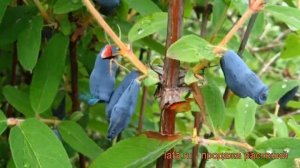 Жимолость съедобная Соловей (lonicera edulis solovey) ? обзор: как сажать, саженцы жимолости Солове