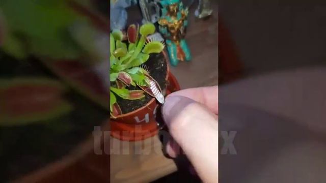 Венерина мухоловка смотреть онлайн