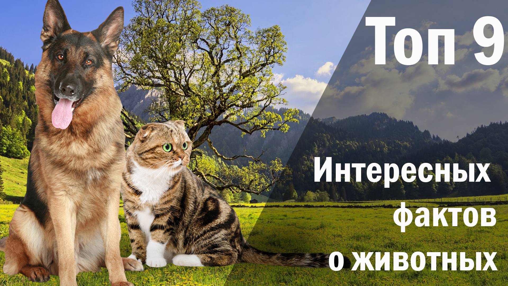 Животные