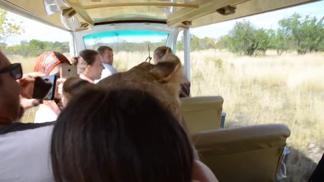 Всем повезло в Саванне ! ЧЕЛЯБИНСКАЯ АРИСТОКРАТКА ! смотреть онлайн