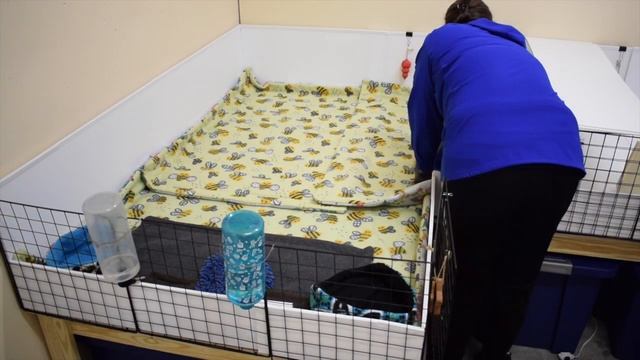 Guinea Pig Cage Cleaning and Setups for 3 Cages | 5 Guinea Pigs смотреть онлайн