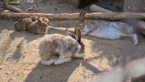 Мама-папа-ты-я - вместе дружная семья... зайцев.