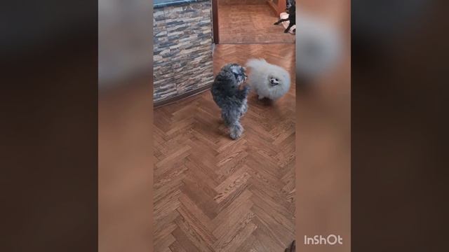 Жили у бабуси два весёлых гуся