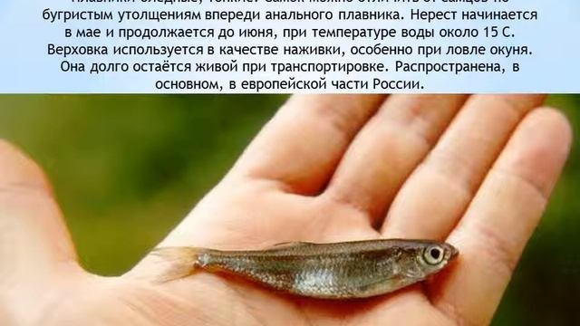 Верховка
