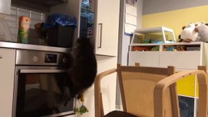 Енот открывает холодильник ??