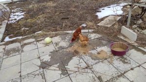 Как и чем лечить больных куриц