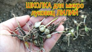 Возрождение лилий из крохотных луковок после нашествия грызунов.