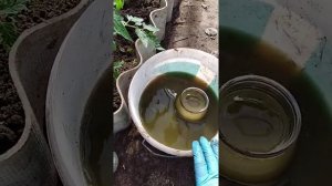 Корневая Подкормка томатов при цветении / Выращивание помидор в теплице