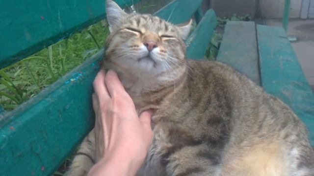 Очень толстый кот сидит на лавочке смотреть онлайн