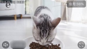 Автоматическая кормушка для кошек и собак Els Pet 4L, смарт кормушка c Видеокамерой и WIFI, Белый