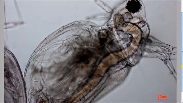 Дафния (водяная блоха). Вид в микроскоп. смотреть онлайн