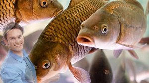 Мучаллар - Балик мучали хакида