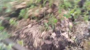 Размножение голубики одревесневшими черенками 2019