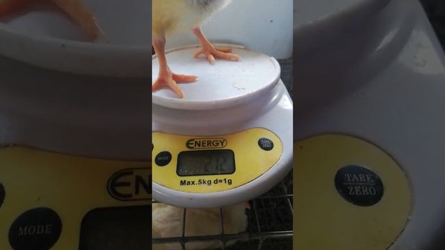 Как производить яйцо и выращивать бройлеров