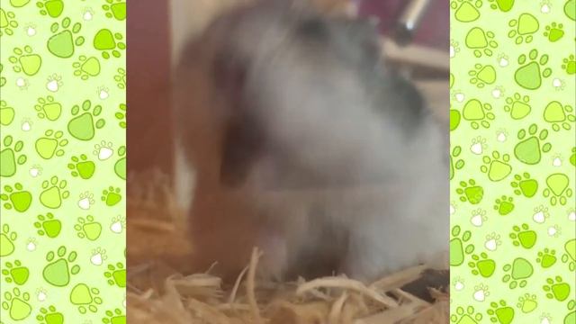 ДЖУНГАРИКИ ВИДЕО смешная озвучка ПРИКОЛЫ С ЖИВОТНЫМИ!
