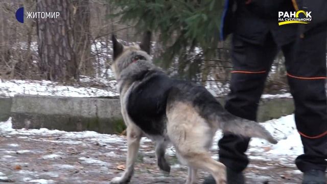 Німецька вівчарка смотреть онлайн