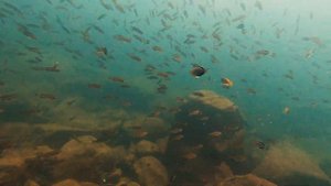 A Day diving at Lake Shore Lodge, Lake Tanganyika