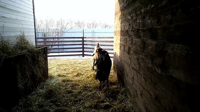 Новый нубийский чистопородный племенной козёл ??? смотреть онлайн