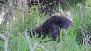Бобр ест зелень - beaver eats greens - wildlife