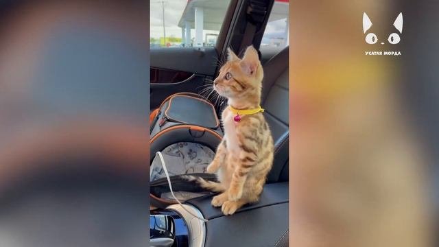 😹 КОТЫ 2021/ СМЕШНЫЕ КОТЫ И КОШКИ / Приколы с котами / смешные видео 😹
