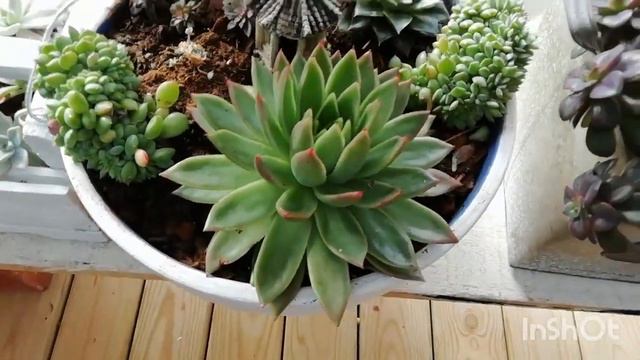 Atualização das suculentas da estufa, #3 смотреть онлайн