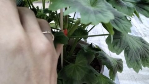 #247.Стеллары-формируем пышный кустик с черенка!