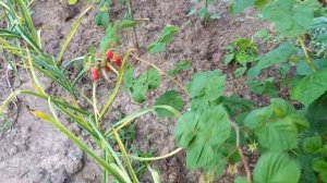 маравила посадка летом