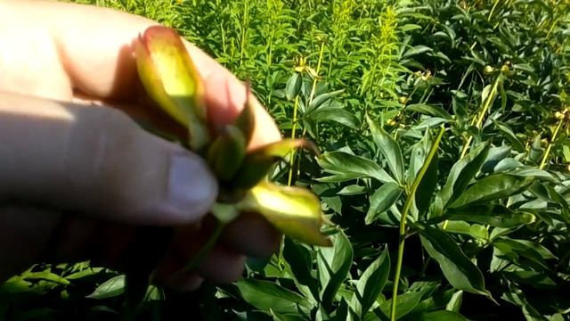 Размножение пионов семенами смотреть онлайн