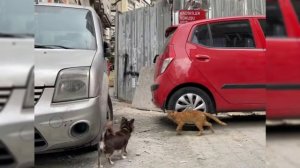 У Кисы Алисы появился парень🤔? Юми Чу в городе котов😮