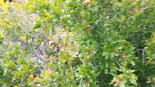 Вы когда-нибудь видели, как растет гранат? смотреть онлайн