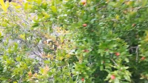 Вы когда-нибудь видели, как растет гранат?