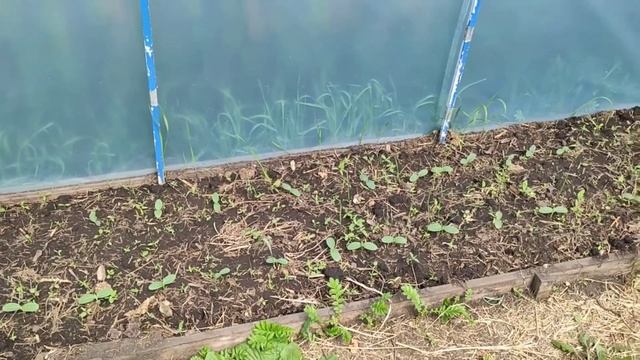 Подвязываю томаты, обрываю пасынки и формирую в 1 ствол. смотреть онлайн