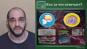 Когнитивная психология эмоций #62. Эмоциональный мозг