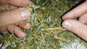 Лабазник, таволга, трава лабазника вязолистного, купить.