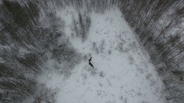 Квадрокоптер и лоси Ярославль